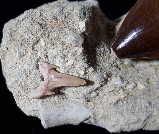 Mosasaurus beaugei ARAMBOURG 1952 & Haizahn non det. - Bild © FossNet FossilienStore